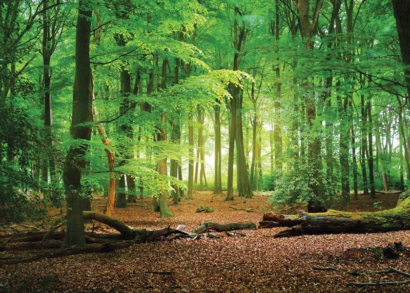 SJOLOON 9X6ft Spring Green Forest Thin Vinyl Photo Backdrops Camping Themed Baby Shower Photography Background Studio Props 10516 - Image 1